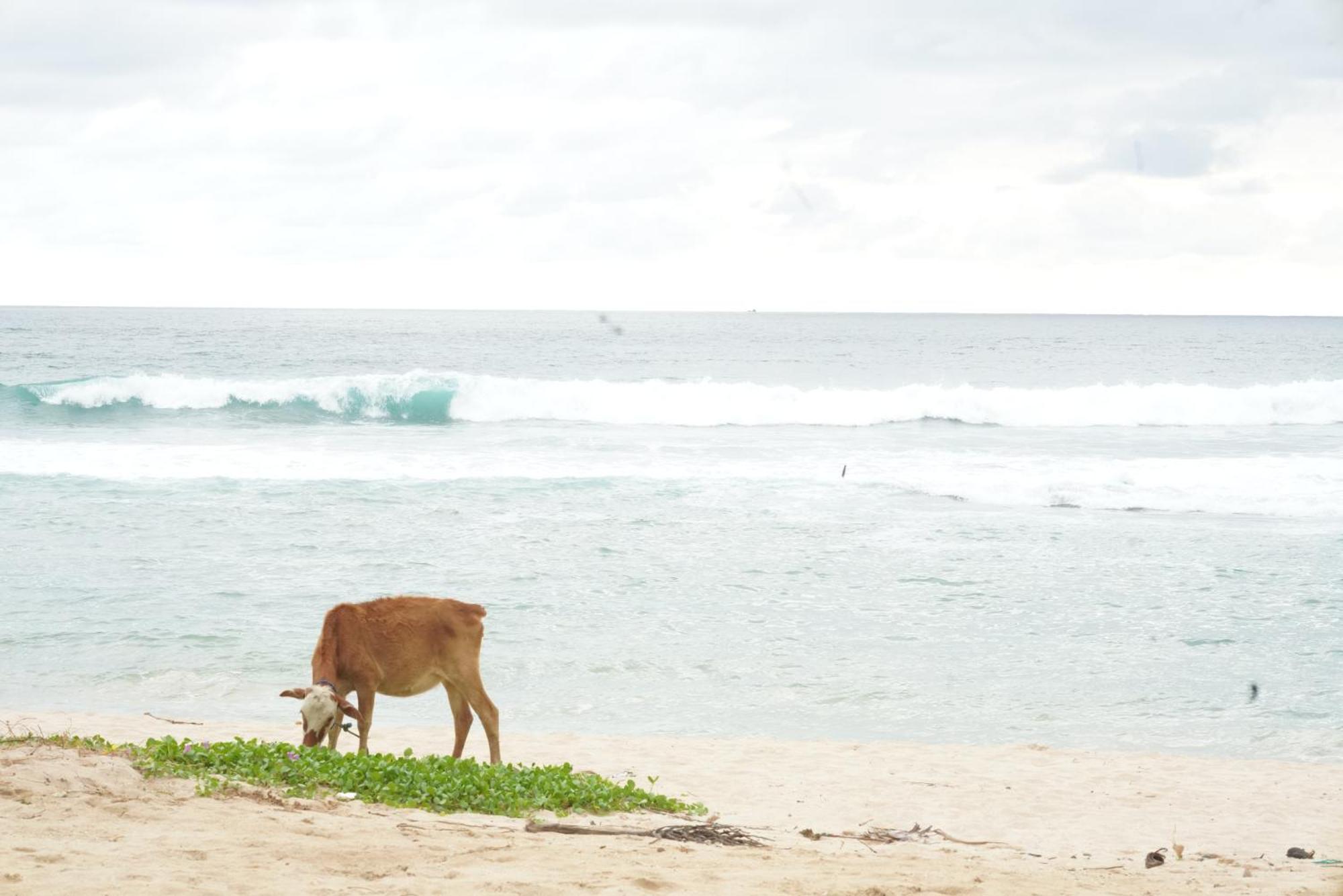 Surf Orchid Villa Weligama Exteriör bild